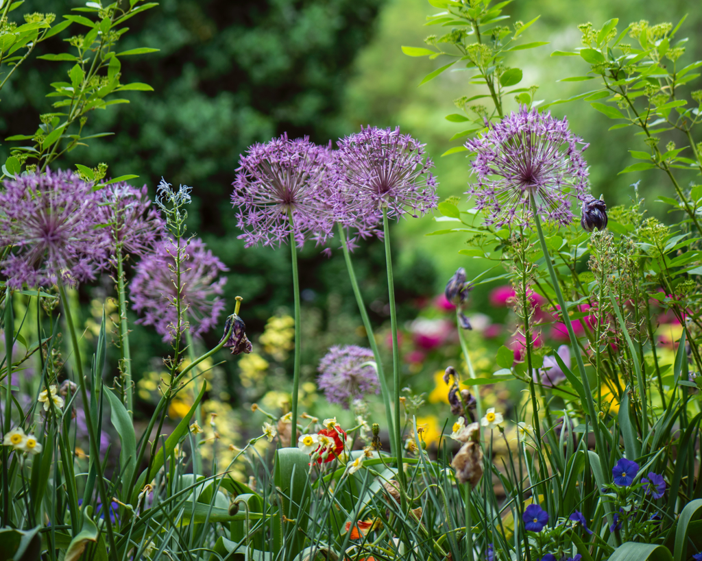 SIBLINGS | No 02 — Basil, Ylang Ylang, Ambrette