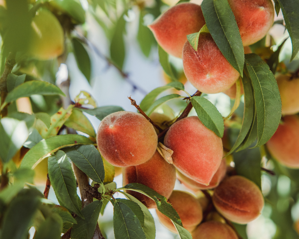 SIBLINGS | No 11 — Blackcurrant, Peach, White Musk