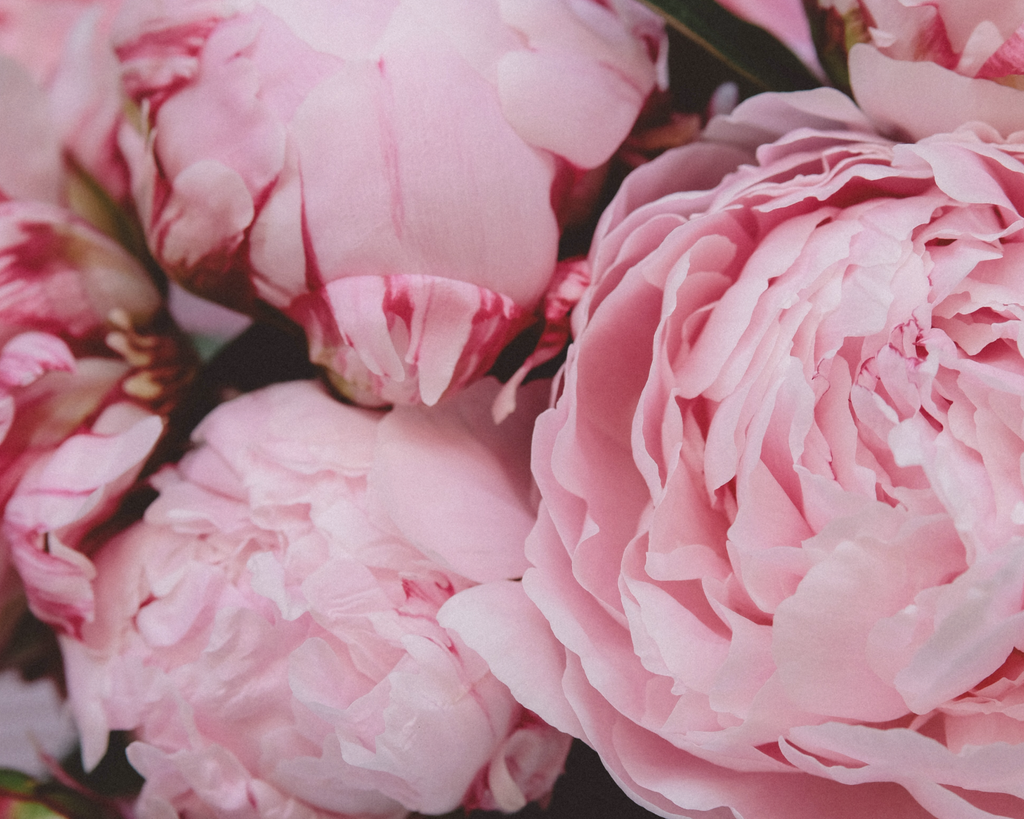 SIBLINGS | No 08 — Peony, Honeysuckle, Amber