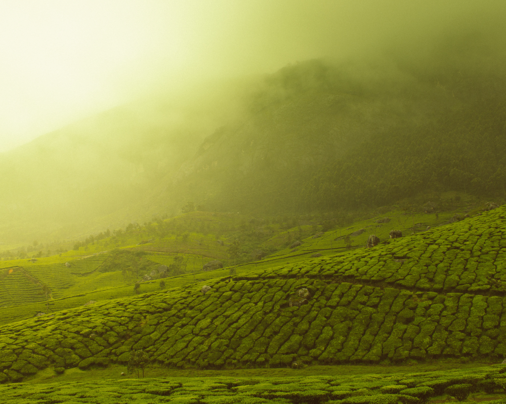 SIBLINGS | No 10 — Yuzu, Shiso Leaf, Black Tea