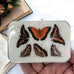 FIREFLY NOTES | Notions Tin :: Orange Butterflies